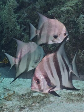 Several specimens of Atlantic spadefish (Chaetodipterus faber) with distinctive stripes, dive site John Pennekamp Coral Reef State Park, Key Largo, Florida Keys, Florida, USA