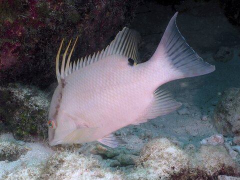 White fish with long dorsal fins, hogfish (Lachnolaimus maximus), searching for food on the sandy seabed. Dive site John Pennekamp Coral Reef State Park, Key Largo, Florida Keys, Florida, USA