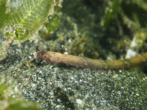 A worm-like animal, spiny-snouted sea needle (Halicampus spinirostris), sea needle, moving across the sandy seabed, dive site Secret Bay, Gilimanuk, Bali, Indonesia