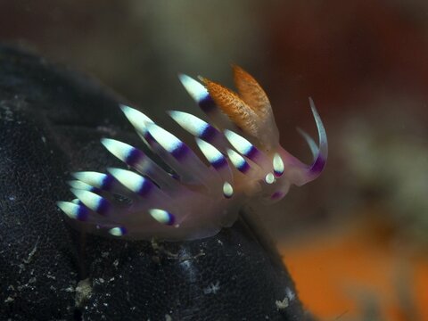 Colourful nudibranch with purple and turquoise stripes, White-tipped Coryphellina, Flame Flabellina (Coryphellina exoptata) (Flabellina exoptata), against a dark background. Dive site Gondol Reef, Gondol, Bali, Indonesia