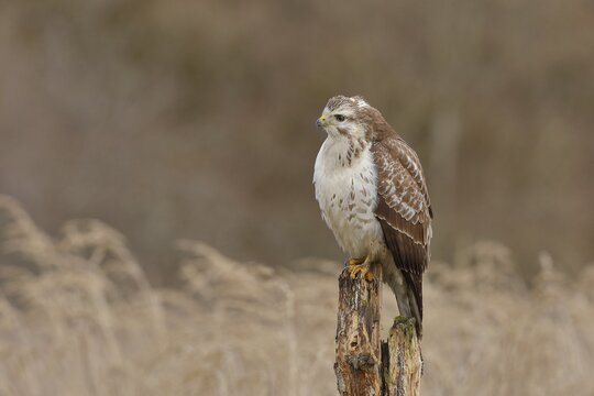 Common steppe buzzard (buteo buteo), light-coloured variant, light-coloured morph, sitting on post of a pasture fence, North Rhine-Westphalia, Germany