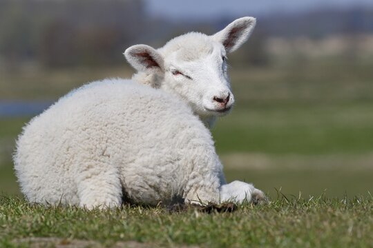 Domestic sheep (Ovis gmelini aries) lamb resting on dike, animal child, Schleswig-Holstein, Germany