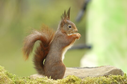 Eurasian red squirrel (Sciurus vulgaris), at a bird feeder in the garden, wildlife, Wilden, North Rhine-Westphalia, Germany