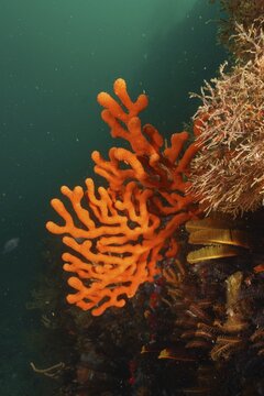 Orange sine sea fan (Eunicella tricoronata), sea fan, False Bay dive site, Cape of Good Hope, Cape Town, South Africa