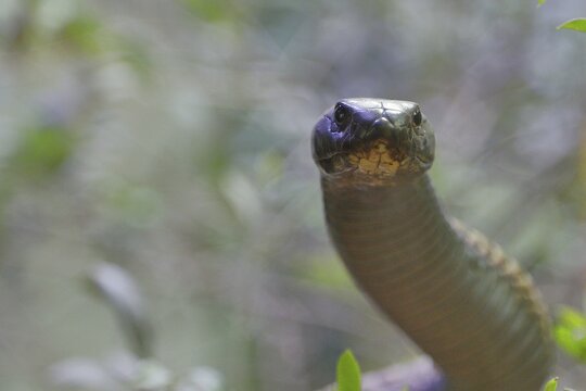 Cobra (Naja naja), erect, view into the camera, animal portrait, occurrence in Africa, captive, Terrazoo, North Rhine-Westphalia, Germany