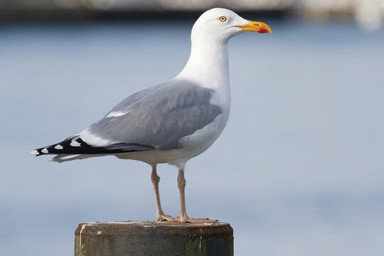 European herring gull (Larus argentatus), Niendorf, Baltic Sea coast, Schleswig-Holstein, Germany