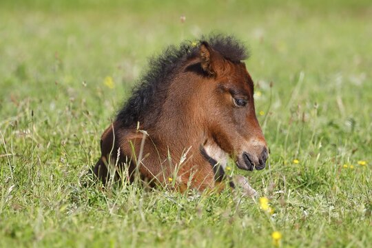 Young Icelandic horse (Equus islandicus), foal resting in a meadow, filly, female, animal child, Schleswig-Holstein, Germany
