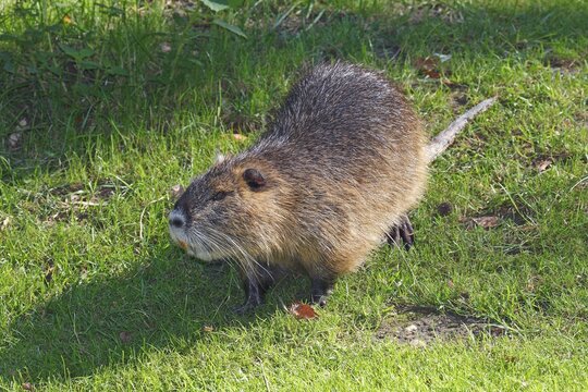 Coypu, Nutria (Myocastor coypus)