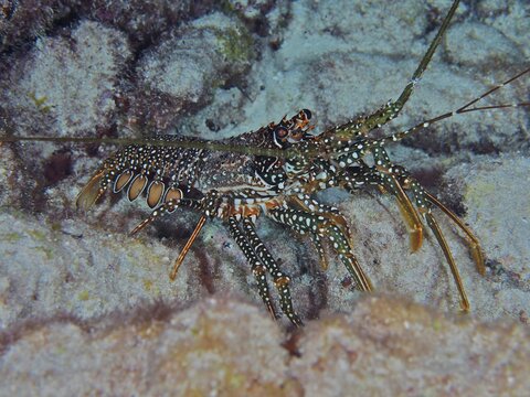 A crayfish with a striking pattern, guinea chick crayfish (Panulirus guttatus), on the seabed. Dive site John Pennekamp Coral Reef State Park, Key Largo, Florida Keys, Florida, USA