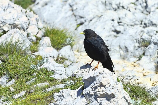 Alpine chough or yellow-billed chough (Pyrrhocorax graculus) on a grassy rock, Untersberg, Anif, Salzburger Land, Austria