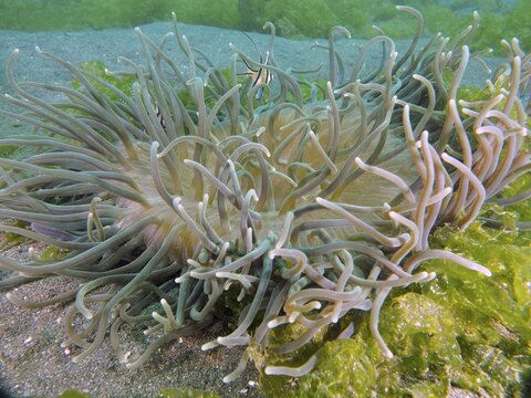 Long tentacles of a green sea anemone, corkscrew anemone (Macrodactyla doreensis), in the midst of underwater plants, dive site Secret Bay, Gilimanuk, Bali, Indonesia