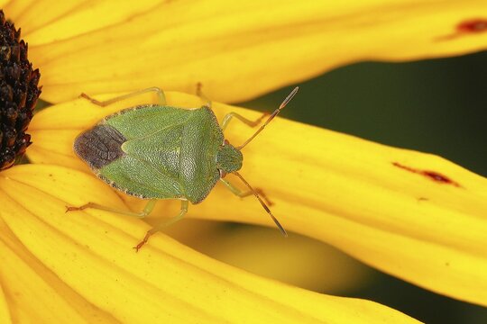Green shield bug (Palomena prasina), on the flower of a yellow coneflower (Echinacea paradoxa), North Rhine-Westphalia, Germany