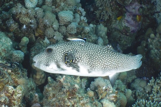 White-spotted puffer (Arothron Hispidus) and cleaner wrasse, dive site House Reef, Mangrove Bay, El Quesir, Red Sea, Egypt