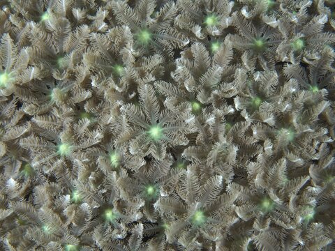 Beige-green star-shaped corals, tube coral (Clavularia viridis), cover the seabed. Dive site Pidada, Penyapangan, Bali, Indonesia