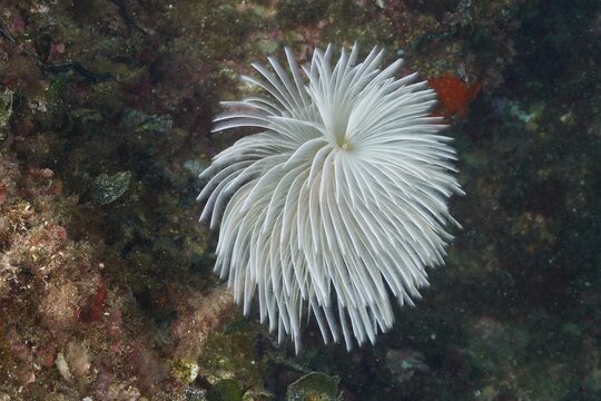 White mediterranean fanworm (Sabella spallanzanii) underwater on the seabed. Dive site Marine protected area Cap de Creus, Rosas, Costa Brava, Spain, Mediterranean Sea