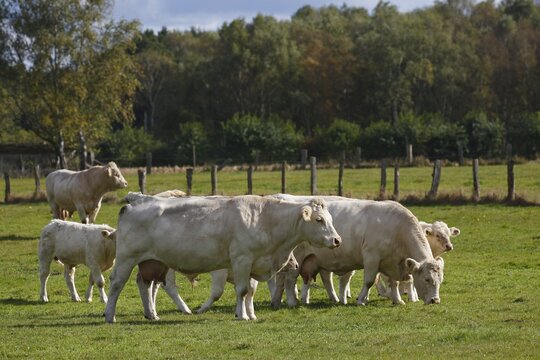 Herd of Charolais cattle (Bos primigenius roperus), calves, cows and bull in a pasture, Schleswig-Holstein, Germany