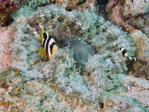 Clownfish swimming in a colourful glass bead anemone (Heteractis aurora) in the coral reef, dive site Close Encounters, Permuteran, Bali, Indonesia