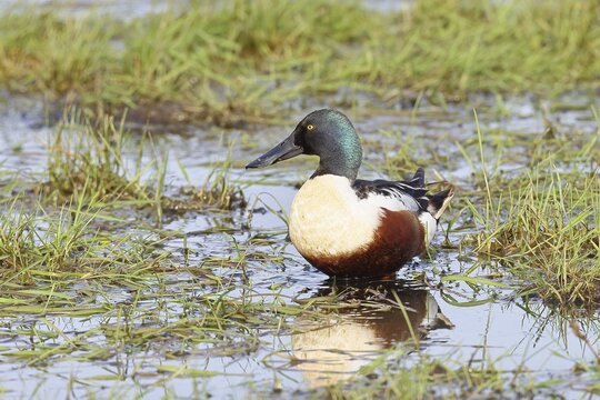 Shoveler (Anas clypeata), drake, on a wet meadow, Ochsenmoor, D&uuml;mmer, Lemf&ouml;rde, Lower Saxony, Germany