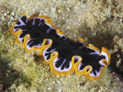Colourful flat flatworm species, yellow-black whirlpool worm (Pseudoceros), on the sandy seabed, dive site Sodwana Bay National Park, Maputaland Marine Reserve, KwaZulu Natal, South Africa