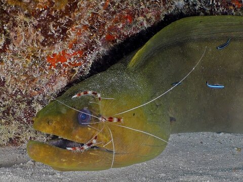 Green moray (Gymnothorax funebris) at cleaning station, with banded coral shrimp (Stenopus hispidus) and neon goby (Elacatinus oceanops), dive site John Pennekamp Coral Reef State Park, Key Largo, Florida Keys, Florida, USA