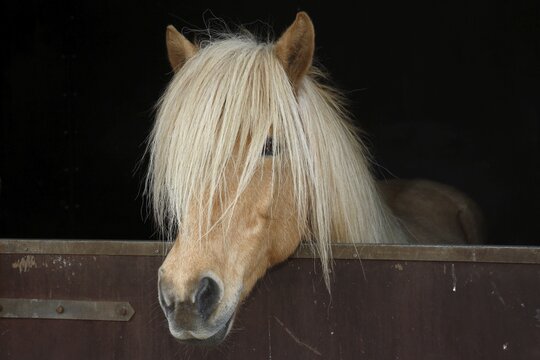 Iceland horse, isabell coloured mare looking curiously out of a horse box, breed Iceland Pony (Equus islandicus), Schleswig-Holstein, Germany