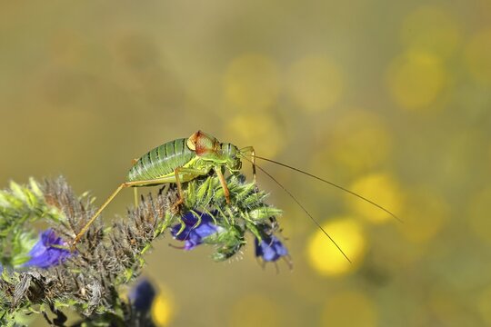 Steppe saddle grasshopper, steppe saddle grasshopper (Ephippiger ephippiger), male, on Viper's bugloss (Echium vulgare), with bokeh in the background, leafhoppers, long-fingered grasshoppers, Red List of Germany, specially protected species, critically endangered, Cochem, Moselle, Rhineland-Palatinate, Germany