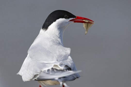 Arctic tern (Sterna paradisaea) with fish in its beak, flatfish, Schleswig-Holstein Wadden Sea National Park, North Sea coast, Schleswig-Holstein, Germany