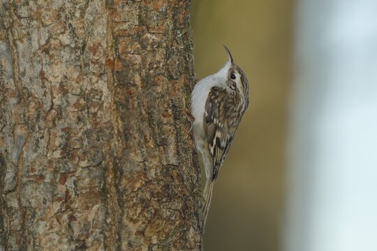 Eurasian treecreeper (Certhia familiaris), walking along a tree trunk looking for insects, North Rhine-Westphalia, Germany