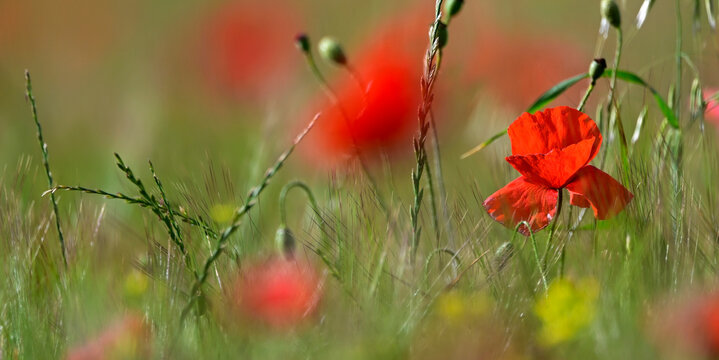 Klatschmohn // common poppy (Papaver rhoeas)