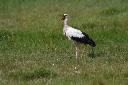 White stork (Ciconia ciconia), old bird in a meadow rattles with its beak, island Usedom, Mecklenburg-Western Pomerania, Germany