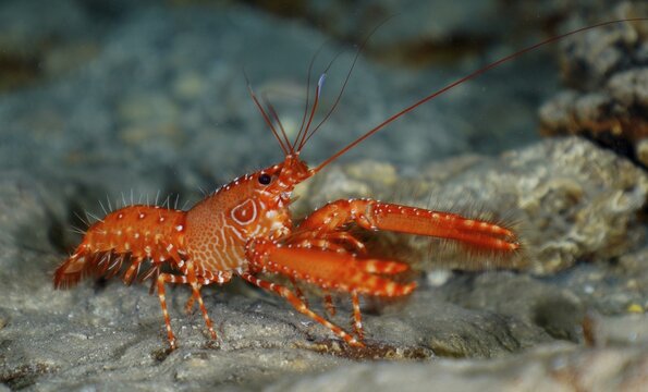 Red Atlantic reef lobster (Enoplometopus antillensis), El Cabron marine reserve dive site, Arinaga, Gran Canaria, Spain, Atlantic Ocean