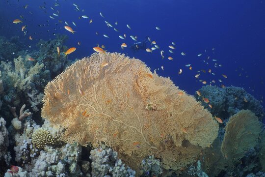Giant sea fan (Annella mollis) and group of sea goldie (Pseudanthias squamipinnis), Jackson Reef dive site, Strait of Tiran, Sinai, Egypt, Red Sea
