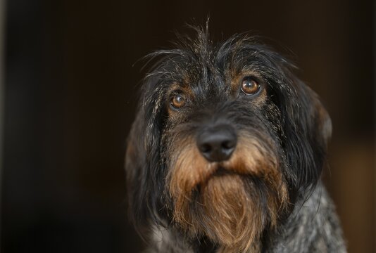 Rough-haired dachshund, male, 3 years, animal portrait, portrait, Stuttgart, Baden-W&uuml;rttemberg, Germany