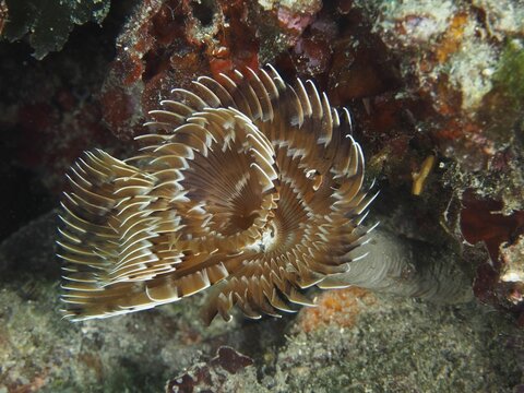 Eine braun-wei&szlig;e Schraubensabelle (Sabella spallanzanii) breitet ihre Tentakel im Riff aus. Tauchplatz Muzil, Stoja, Pula, Kroatien, Mittelmeer