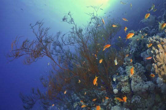 Black bushy black coral (Antipathes dichotoma) and school of sea goldie (Pseudanthias squamipinnis) . Dive site Strait of Tiran, Sinai, Egypt, Red Sea