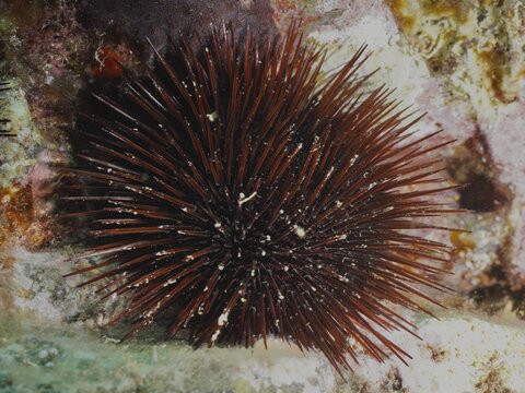 Brown sea urchin (Paracentrotus lividus) with long spines on a sea surface, dive site L'anse aux bl&eacute;s, Giens peninsula, Provence Alpes C&ocirc;te d'Azur, France