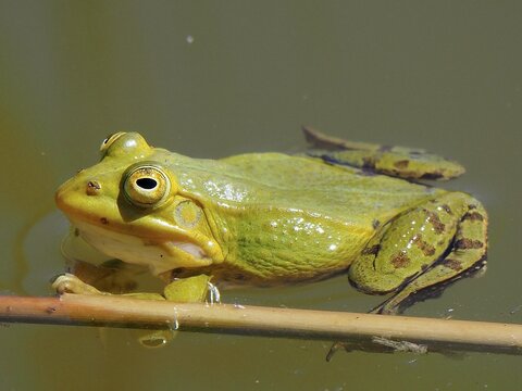 Pool frog (Pelophylax lessonae) in the water. Neeracher Ried nature reserve, Neerach, Canton Zurich, Switzerland