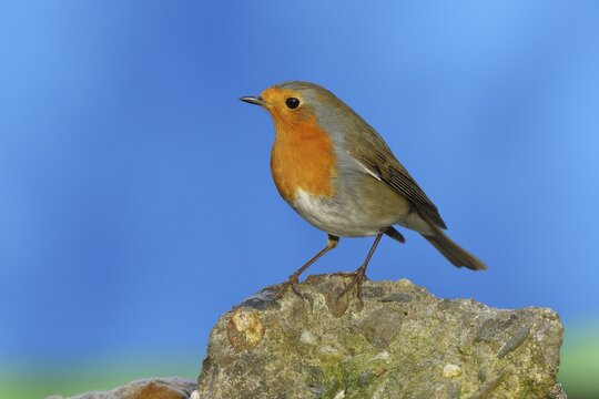 European robin (Erithacus rubecula) sitting on a wall in the garden, Wilden, North Rhine-Westphalia, Germany