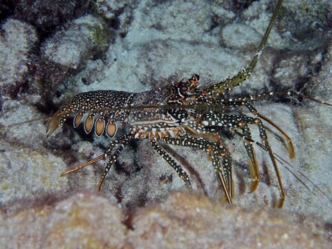A spotted crayfish (Panulirus guttatus) with a striking pattern of spots on the seabed. Dive site John Pennekamp Coral Reef State Park, Key Largo, Florida Keys, Florida, USA