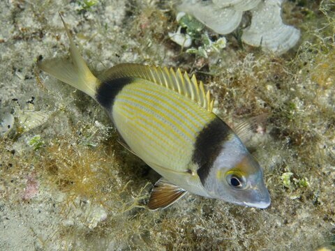 Eine Zweibindenbrasse (Diplodus vulgaris) mit buntem Muster schwimmt &uuml;ber den Meeresboden. Tauchplatz Hausriff, Stoja, Pula, Kroatien, Mittelmeer