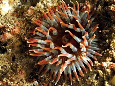 Nymphaea colourata, Dahlia anemone (Urticina felina), with wide open tentacles on the seabed. Dive site Maharees Islands, Castlegregory, Co. Kerry, Irish Sea, North Atlantic, Ireland