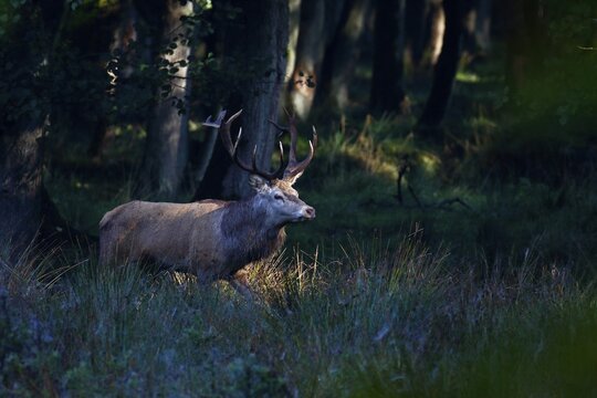 Red deer (Cervus elaphus) roaming through the forest in the morning light during the rutting season, Schleswig-Holstein, Germany