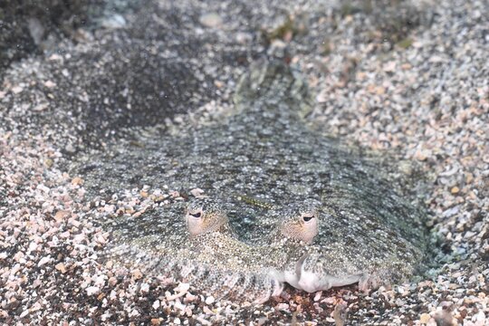 Flatfish with clearly visible eyes, wide-eyed turbot (Bothus podas maderensis), flounder, well camouflaged on the sand. Dive site El Cabron marine reserve, Arinaga, Gran Canaria, Spain, Atlantic Ocean