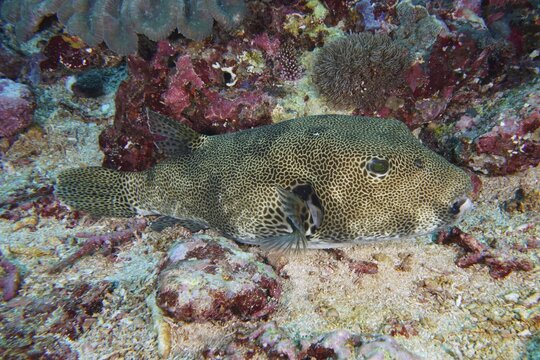 Giant pufferfish (Arothron stellatus) with distinctive pattern resting on the sandy bottom, dive site Toyapakeh, Nusa Ceningan, Nusa Penida, Bali, Indonesia