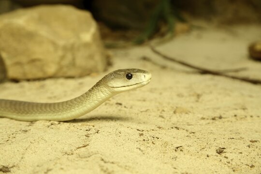 Black mamba (Dendroaspis polylepis), captive, poisonous snake, occurrence in Africa, Terrazoo, North Rhine-Westphalia, Germany