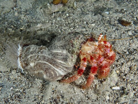 A Red Hermit Crab (Dardanus calidus) carries a snail shell over the sandy seabed. Dive site House Reef, Stoja, Pula, Croatia, Mediterranean Sea