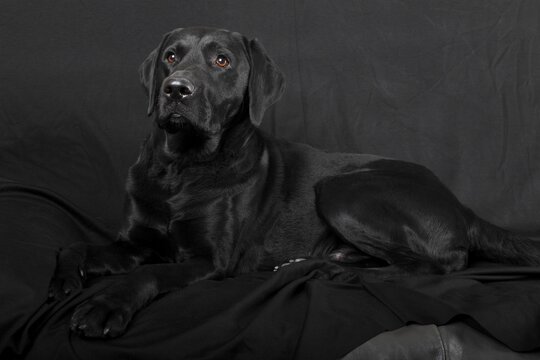 Black Labrador Retriever dog, male, Germany