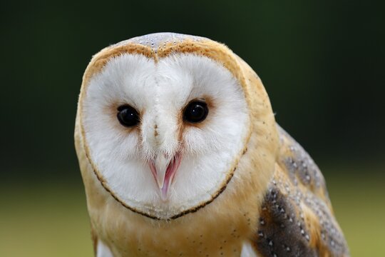 Common barn owl (Tyto alba), animal portrait, captive, Germany