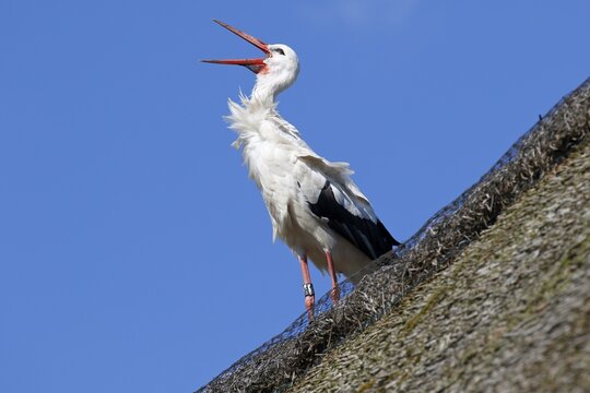 Ringed White stork (Ciconia ciconia) Old bird stands on thatched roof and rattles its beak, Schleswig-Holstein, Germany