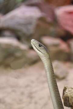 Black mamba (Dendroaspis polylepis), portrait, captive, poisonous snake, occurrence in Africa, North Rhine-Westphalia, Germany